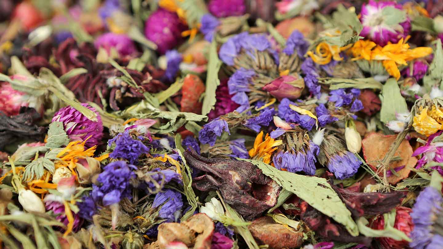 Heilpflanzenextraktion